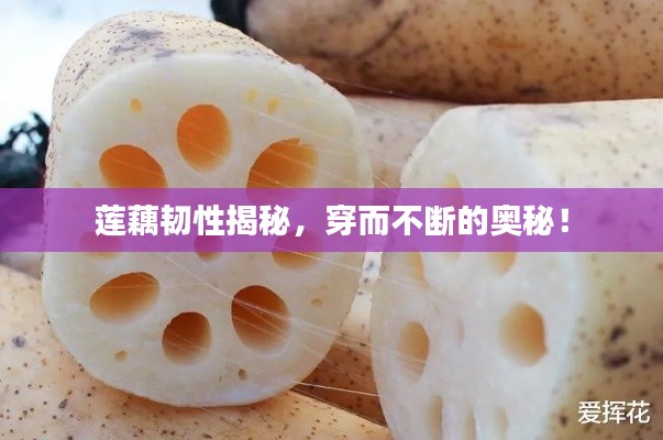 莲藕韧性揭秘，穿而不断的奥秘！