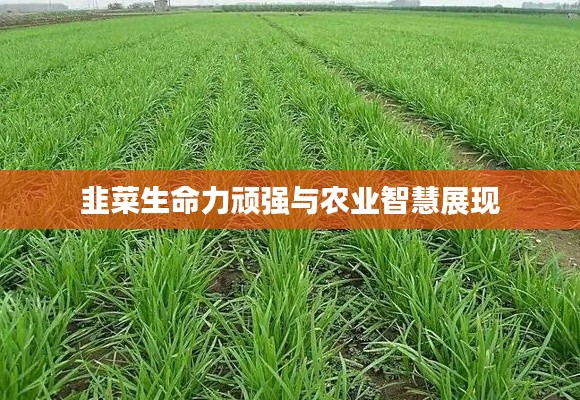 韭菜生命力顽强与农业智慧展现