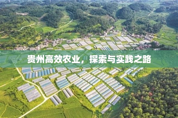 贵州高效农业，探索与实践之路
