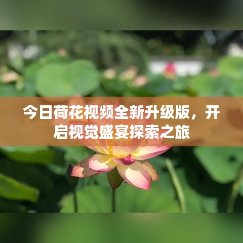 今日荷花视频全新升级版，开启视觉盛宴探索之旅
