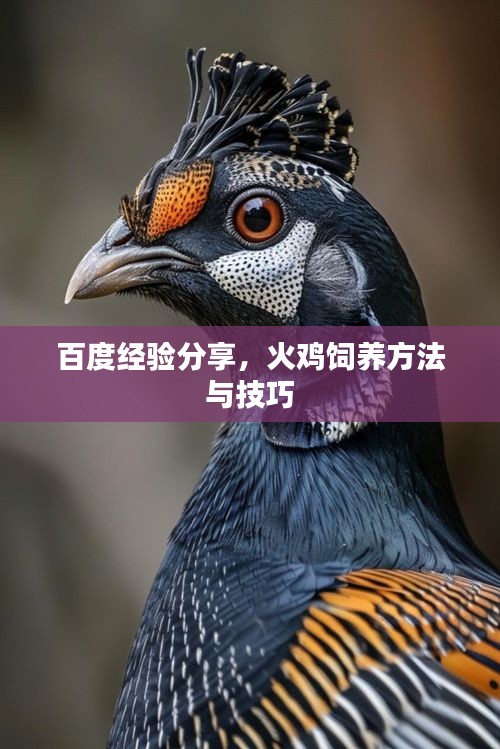 百度经验分享，火鸡饲养方法与技巧