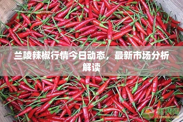 兰陵辣椒行情今日动态，最新市场分析解读