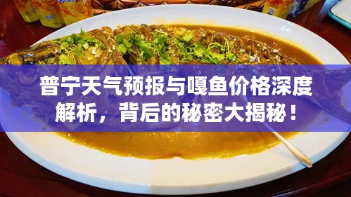 普宁天气预报与嘎鱼价格深度解析，背后的秘密大揭秘！