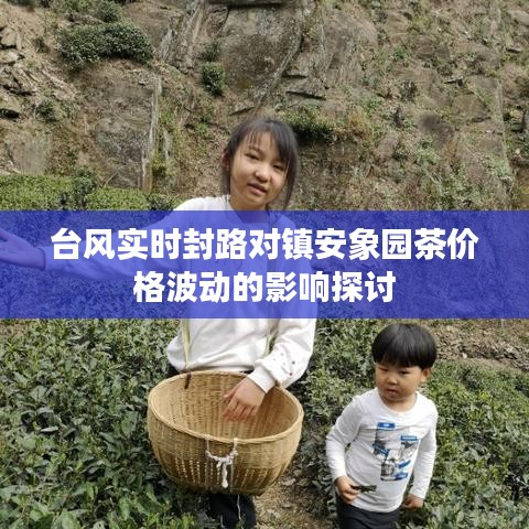 台风实时封路对镇安象园茶价格波动的影响探讨