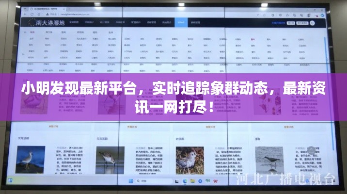 小明发现最新平台，实时追踪象群动态，最新资讯一网打尽！