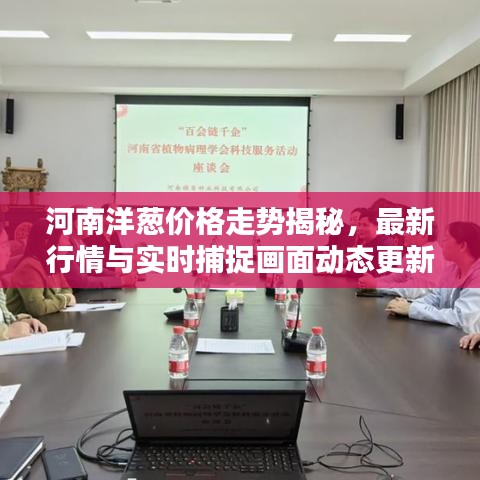 河南洋葱价格走势揭秘,最新行情与实时捕捉画面动态更新