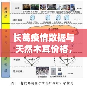 长葛疫情数据与天然木耳价格,最新实时消息全面解析
