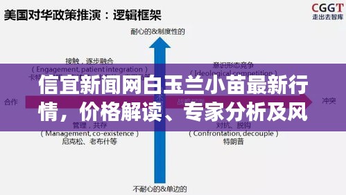 信宜新闻网白玉兰小苗最新行情,价格解读、专家分析及风险预警提示