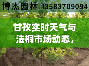 甘孜实时天气与法桐市场动态，揭秘18公分法桐价格走势
