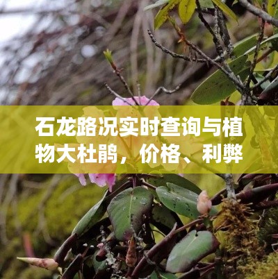 石龙路况实时查询与植物大杜鹃，价格、利弊分析与平衡观点探讨