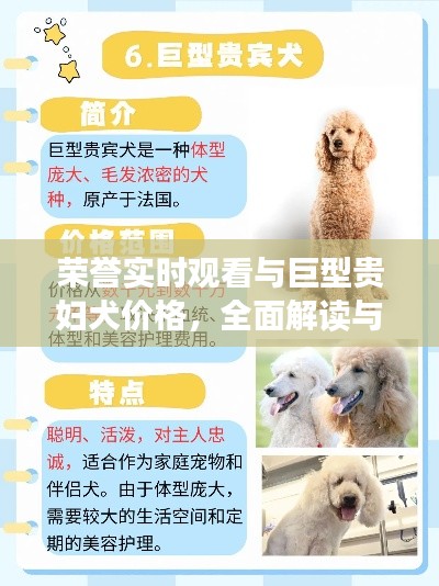 荣誉实时观看与巨型贵妇犬价格，全面解读与专家分析