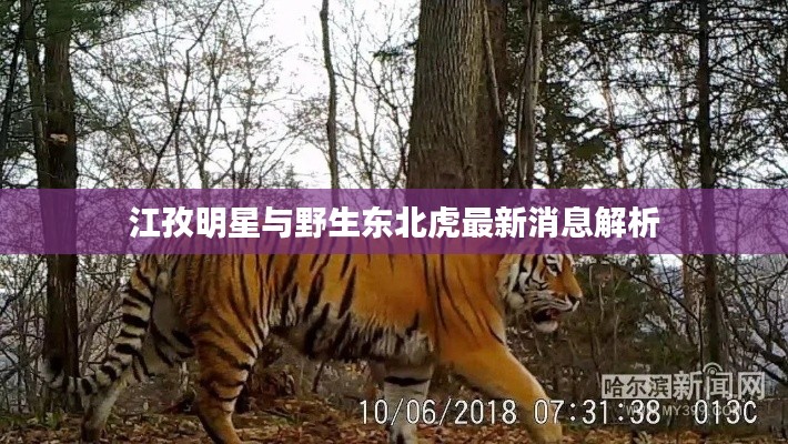 江孜明星与野生东北虎最新消息解析