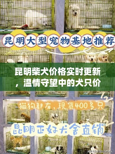 昆明柴犬价格实时更新,温情守望中的犬只价值探索