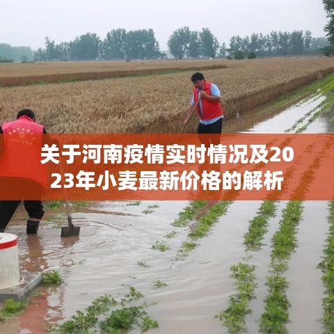 关于河南疫情实时情况及2023年小麦最新价格的解析