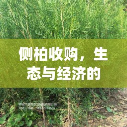 侧柏收购,生态与经济的双重关注下的全球晨昏线动态