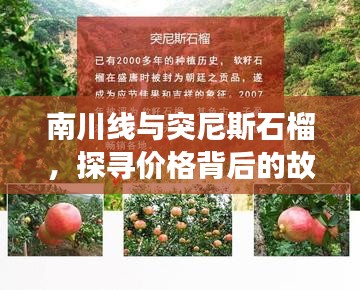 南川线与突尼斯石榴，探寻价格背后的故事