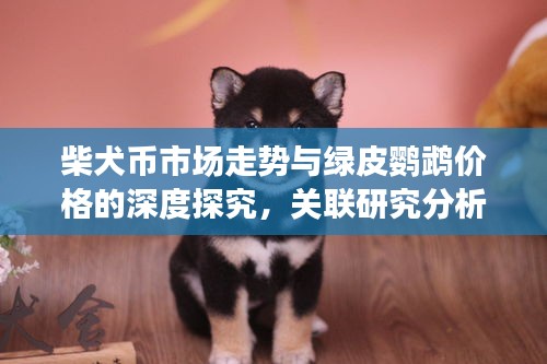 柴犬币市场走势与绿皮鹦鹉价格的深度探究,关联研究分析