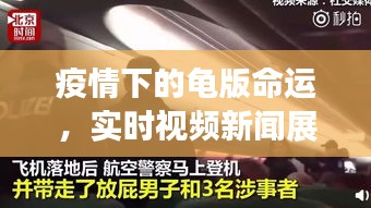 疫情下的龟版命运,实时视频新闻展现温情与波澜