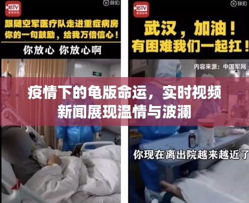 疫情下的龟版命运,实时视频新闻展现温情与波澜