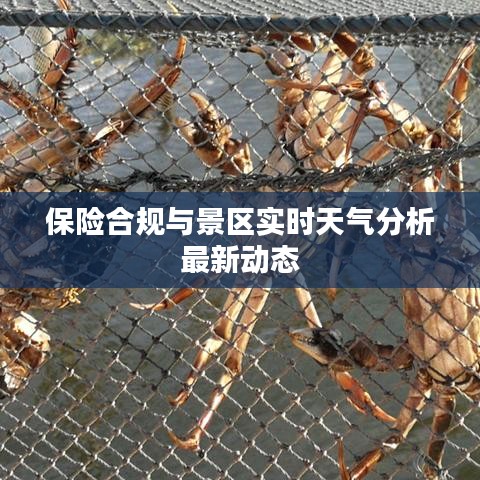 保险合规与景区实时天气分析最新动态