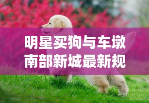 明星买狗与车墩南部新城最新规划,核心、方法与防范策略解读