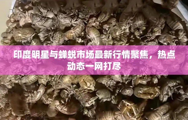印度明星与蝉蜕市场最新行情聚焦，热点动态一网打尽