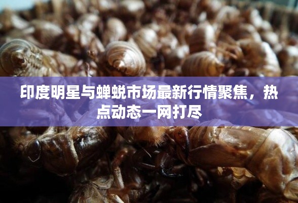 印度明星与蝉蜕市场最新行情聚焦,热点动态一网打尽