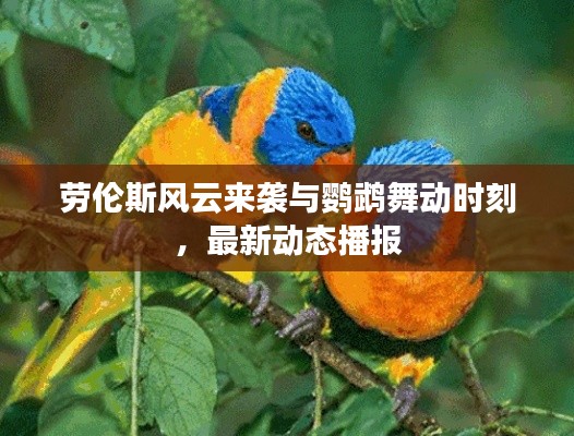 劳伦斯风云来袭与鹦鹉舞动时刻,最新动态播报