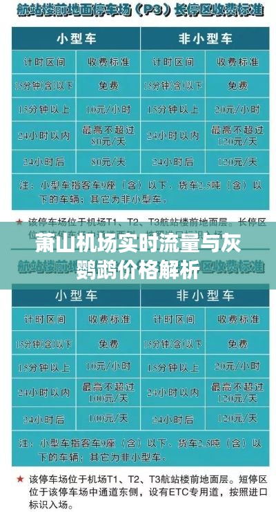 萧山机场实时流量与灰鹦鹉价格解析