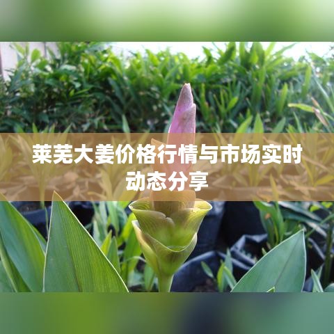 莱芜大姜价格行情与市场实时动态分享