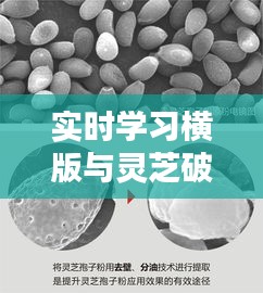 实时学习横版与灵芝破壁孢子价格解析