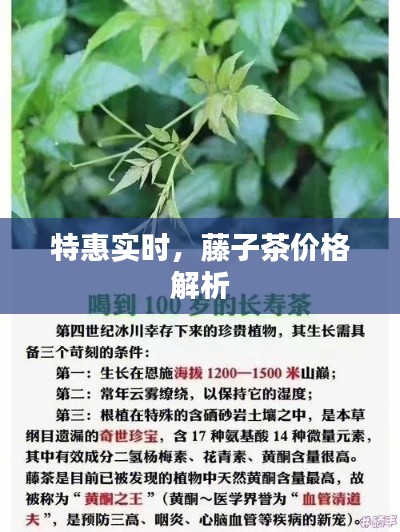 特惠实时,藤子茶价格解析