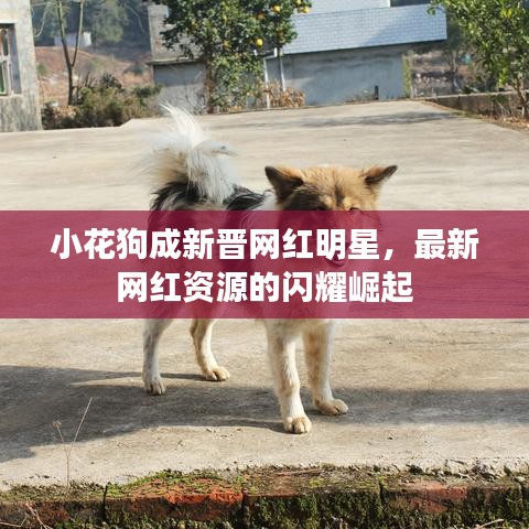 小花狗成新晋网红明星,最新网红资源的闪耀崛起
