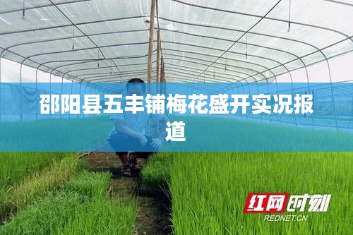 邵阳县五丰铺梅花盛开实况报道