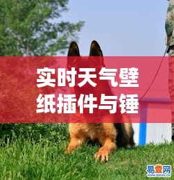 实时天气壁纸插件与锤系德牧幼犬价格——全面解析
