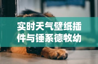 实时天气壁纸插件与锤系德牧幼犬价格——全面解析