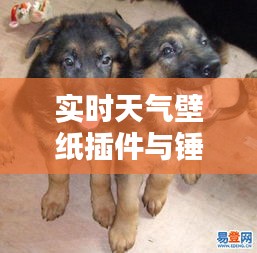 实时天气壁纸插件与锤系德牧幼犬价格——全面解析