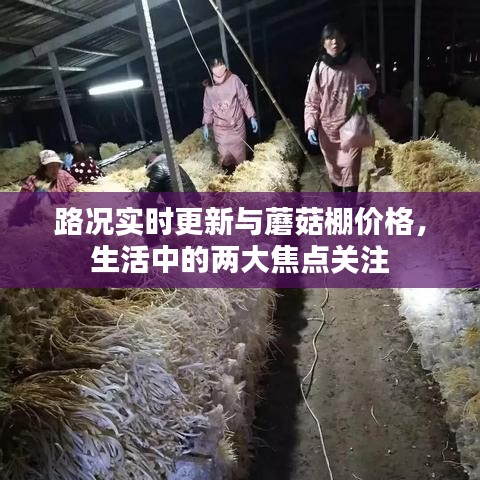 路况实时更新与蘑菇棚价格,生活中的两大焦点关注