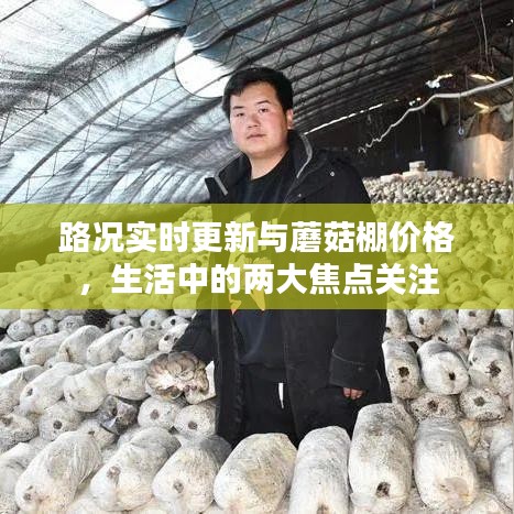 路况实时更新与蘑菇棚价格,生活中的两大焦点关注
