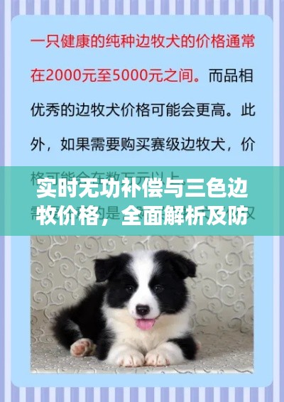 实时无功补偿与三色边牧价格,全面解析及防范虚假宣传