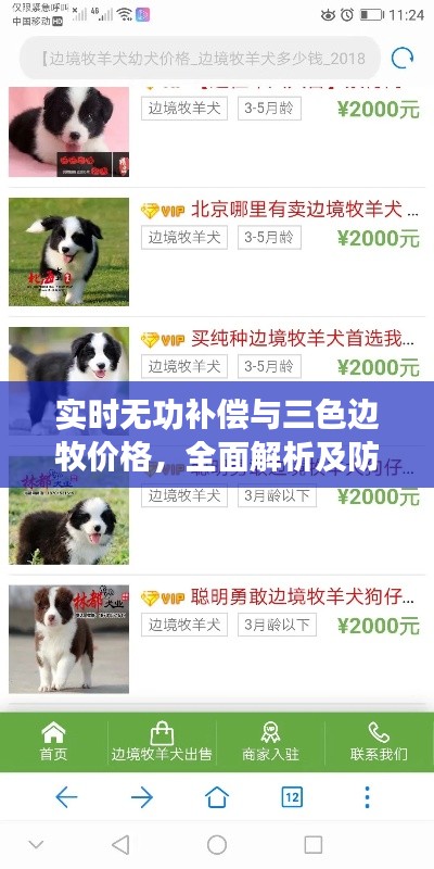 实时无功补偿与三色边牧价格,全面解析及防范虚假宣传