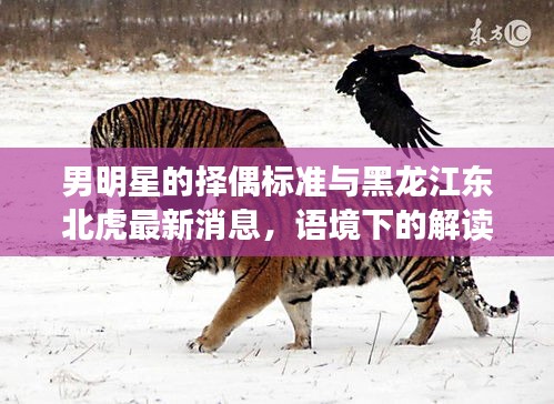 男明星的择偶标准与黑龙江东北虎最新消息,语境下的解读与警示