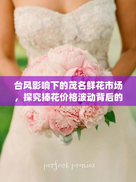 台风影响下的茂名鲜花市场,探究捧花价格波动背后的逻辑