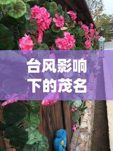 台风影响下的茂名鲜花市场,探究捧花价格波动背后的逻辑