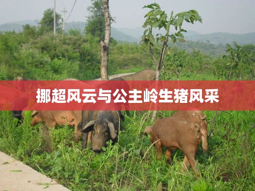 挪超风云与公主岭生猪风采