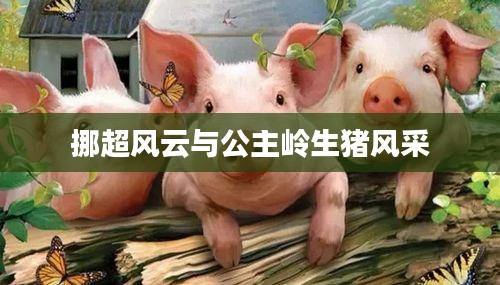 挪超风云与公主岭生猪风采