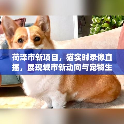 菏泽市新项目,猫实时录像直播,展现城市新动向与宠物生活新体验